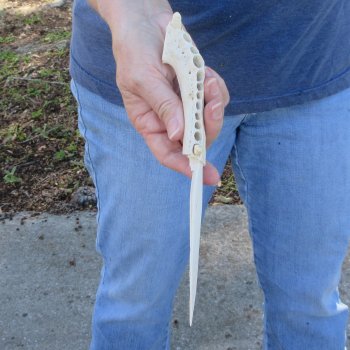9-1/2" Alligator Jaw Bone Knife