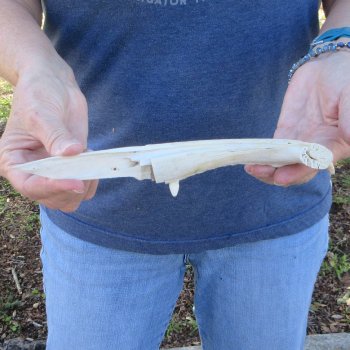 9-3/4" Alligator Jaw Bone Knife