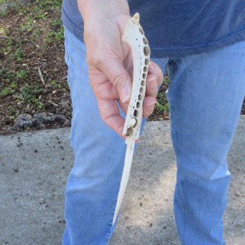 9-3/4" Alligator Jaw Bone Knife