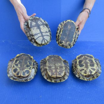 Five piece 6" B-Grade Red Eared Slider Turtle Shells