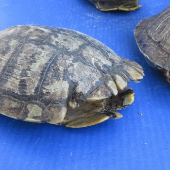 Five piece 7" B-Grade Red Eared Slider Turtle Shells