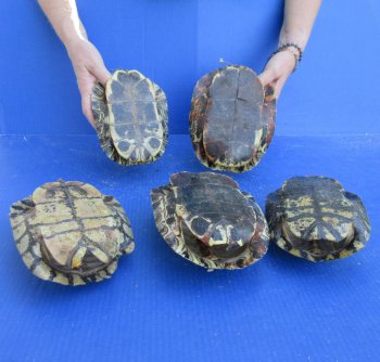 Five piece 7" B-Grade Red Eared Slider Turtle Shells