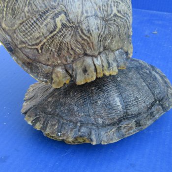 Five piece 7" B-Grade Red Eared Slider Turtle Shells