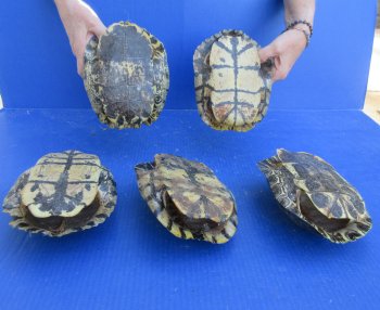Five piece 7" B-Grade Red Eared Slider Turtle Shells
