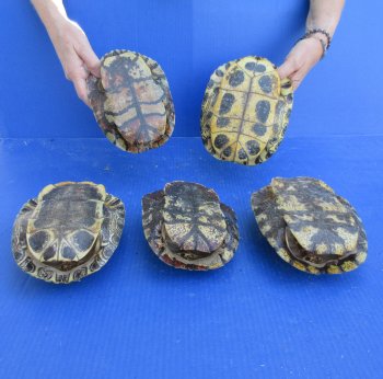 Five piece 7" B-Grade Red Eared Slider Turtle Shells