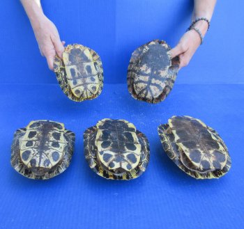 Five piece 6" B-Grade Red Eared Slider Turtle Shells