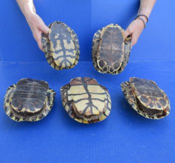 Five piece 7" B-Grade Red Eared Slider Turtle Shells