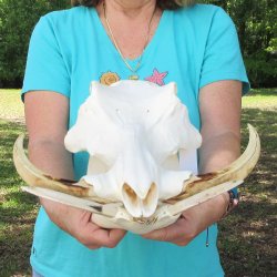 African Warthog Skull with 9-1/2" Ivory Tusks 