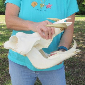 African Warthog Skull with 9-1/2" Ivory Tusks 