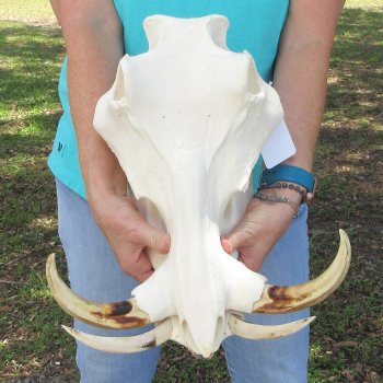 African Warthog Skull with 9-1/2" Ivory Tusks 