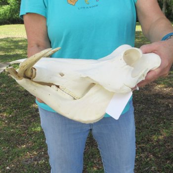 African Warthog Skull with 9-1/2" Ivory Tusks 