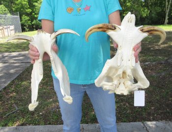 African Warthog Skull with 9-1/2" Ivory Tusks 