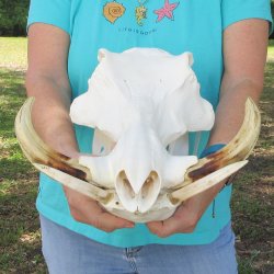 African Warthog Skull with 9-1/2" Ivory Tusks 