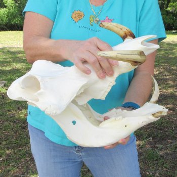 African Warthog Skull with 9-1/2" Ivory Tusks 