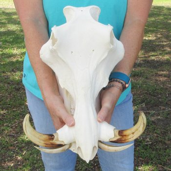 African Warthog Skull with 9-1/2" Ivory Tusks 