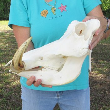 African Warthog Skull with 9-1/2" Ivory Tusks 