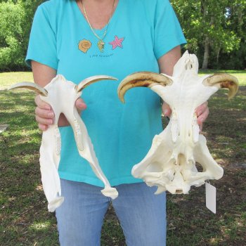 African Warthog Skull with 9-1/2" Ivory Tusks 
