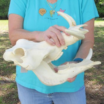 African Warthog Skull with 9-3/4" Ivory Tusks 