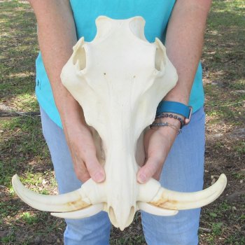 African Warthog Skull with 9-3/4" Ivory Tusks 