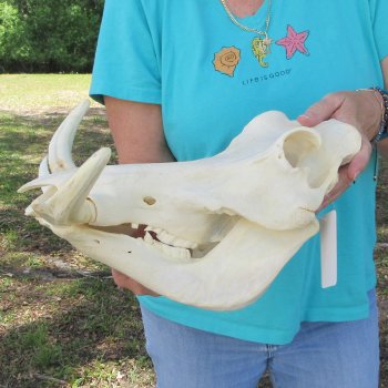 African Warthog Skull with 9-3/4" Ivory Tusks 