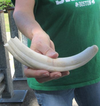 B-Grade 9" Ivory Tusk from African Warthog