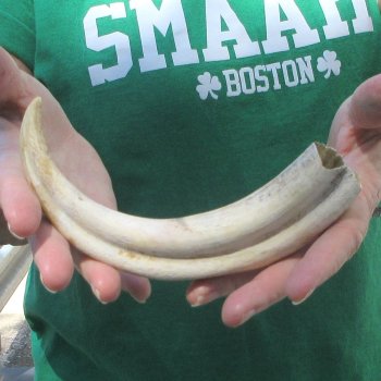 B-Grade 9" Ivory Tusk from African Warthog