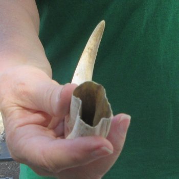 B-Grade 9" Ivory Tusk from African Warthog