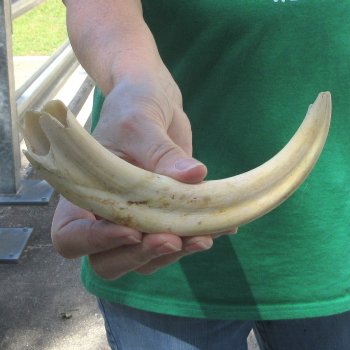 B-Grade 9" Ivory Tusk from African Warthog