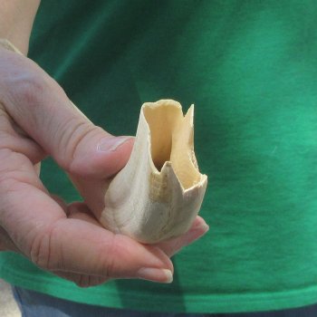 B-Grade 9" Ivory Tusk from African Warthog