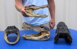 9 inches Alligator Heads Wholesale  from 6 Foot Gator - Packed: 2 pcs @ $15.00 each; Packed: 8 pcs @13.50 each (You will receive gator heads similar to those pictured.  There will be a sealant odor) 