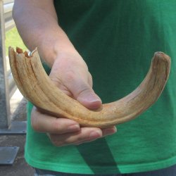 11" Ivory Tusk...