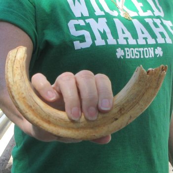 11" Ivory Tusk from African Warthog 