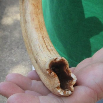 11" Ivory Tusk from African Warthog 
