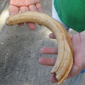 11" Ivory Tusk from African Warthog 