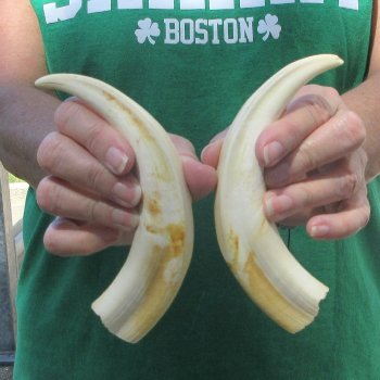Matching pair of 8 inch Warthog Tusks 