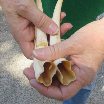 Matching pair of 8 inch Warthog Tusks 