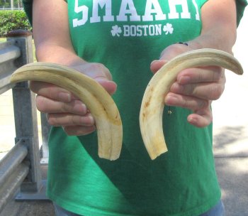 Matching pair of 8 inch Warthog Tusks 