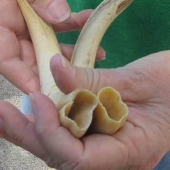 Matching pair of 8 inch Warthog Tusks 