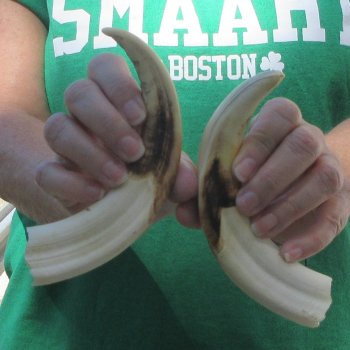 Matching pair of 8 inch Warthog Tusks 