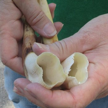 Matching pair of 8 inch Warthog Tusks 