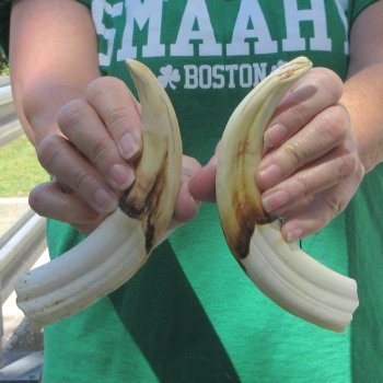 Matching pair of 8 inch Warthog Tusks 