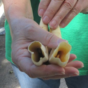 Matching pair of 8 inch Warthog Tusks 