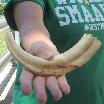 B-Grade 9" Ivory Tusk from African Warthog
