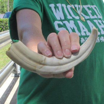B-Grade 9" Ivory Tusk from African Warthog