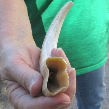 B-Grade 9" Ivory Tusk from African Warthog