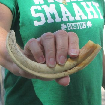 B-Grade 9" Ivory Tusk from African Warthog