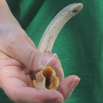 B-Grade 9" Ivory Tusk from African Warthog