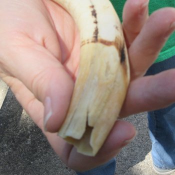 B-Grade 9" Ivory Tusk from African Warthog