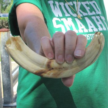 B-Grade 9" Ivory Tusk from African Warthog