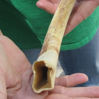 B-Grade 9" Ivory Tusk from African Warthog
